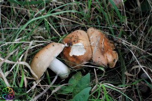 Russula graveolens (1) (1200 x 800).jpg_product_product_product